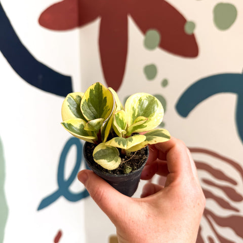 Peperomia obtusifolia 'Obtipan Bicolor' - Baby Rubber Plant - Sprouts of Bristol