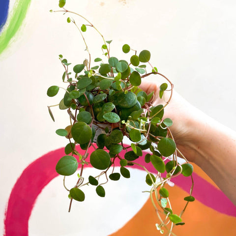 Peperomia prostrata 'Pepperspot' - String of Coins - Sprouts of Bristol