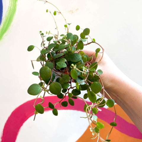 Peperomia prostrata 'Pepperspot' - String of Coins - Sprouts of Bristol