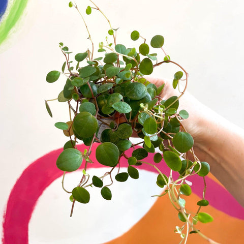 Peperomia prostrata 'Pepperspot' - String of Coins - Sprouts of Bristol