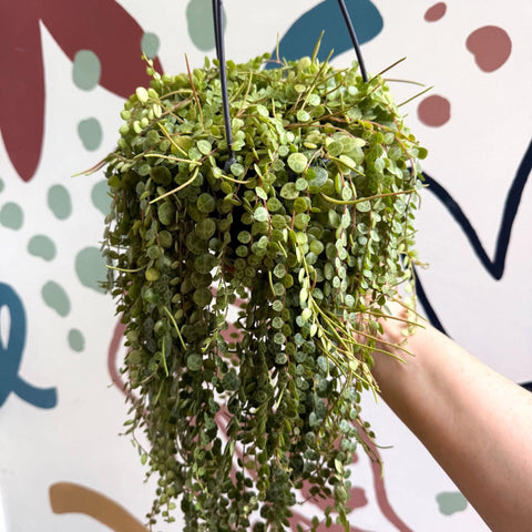 Peperomia prostrata - String of Turtles - Sprouts of Bristol