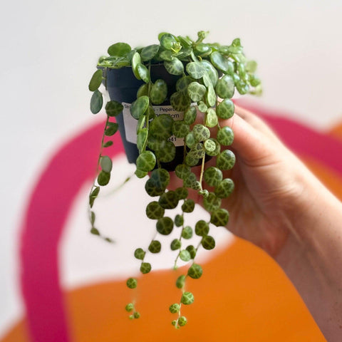 Peperomia prostrata - String of Turtles - Sprouts of Bristol