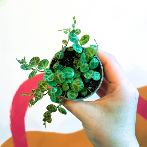 Peperomia prostrata - String of Turtles - Sprouts of Bristol