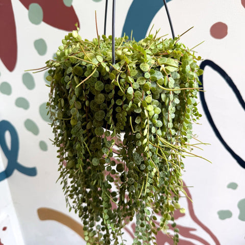 Peperomia prostrata - String of Turtles - Sprouts of Bristol