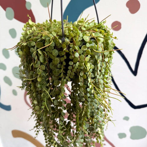 Peperomia prostrata - String of Turtles - Sprouts of Bristol