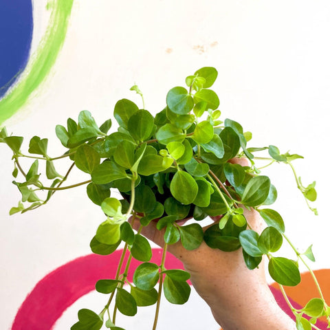 Peperomia rotundifolia - Trailing Jade Plant - Sprouts of Bristol