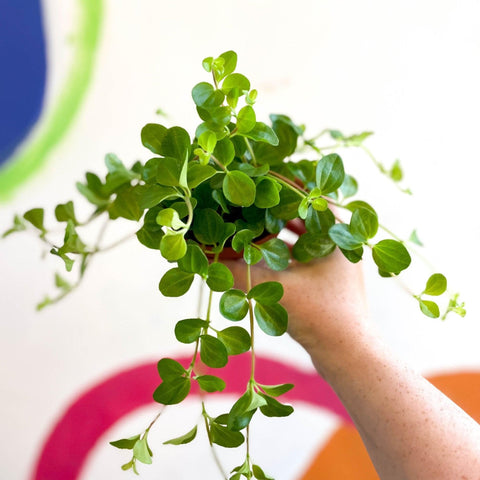 Peperomia rotundifolia - Trailing Jade Plant - Sprouts of Bristol