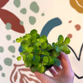 Peperomia rotundifolia - Trailing Jade Plant - Sprouts of Bristol