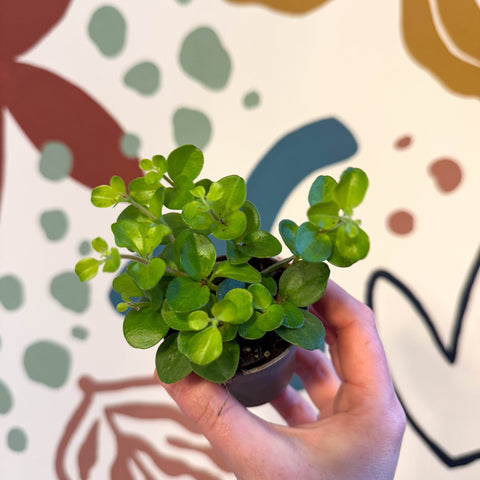 Peperomia rotundifolia - Trailing Jade Plant - Sprouts of Bristol