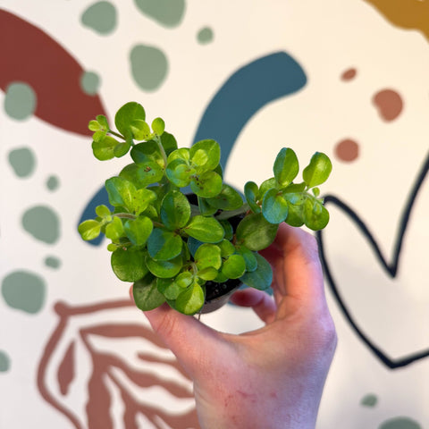 Peperomia rotundifolia - Trailing Jade Plant - Sprouts of Bristol