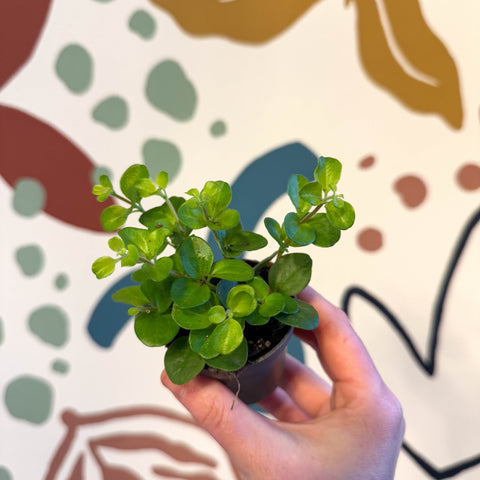 Peperomia rotundifolia - Trailing Jade Plant - Sprouts of Bristol