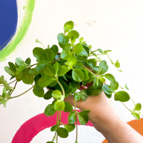 Peperomia rotundifolia - Trailing Jade Plant - Sprouts of Bristol