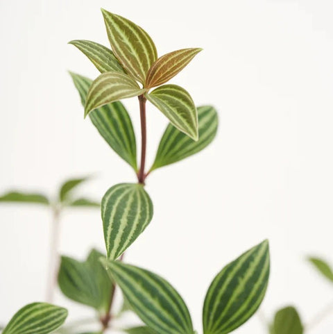 Peperomia tetragona - Sprouts of Bristol