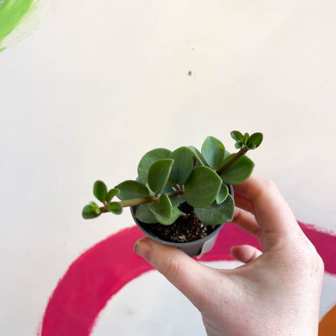 Peperomia tetraphylla 'Hope' - Sprouts of Bristol