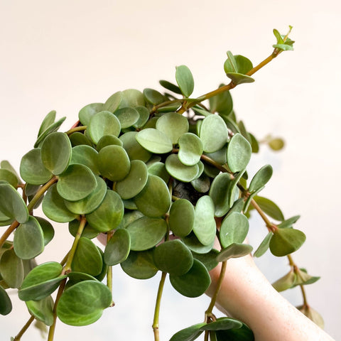 Peperomia tetraphylla 'Hope' - Sprouts of Bristol