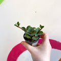 Peperomia tetraphylla 'Hope' - Sprouts of Bristol