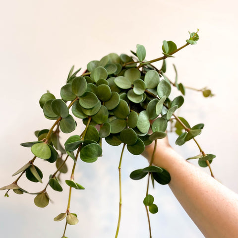 Peperomia tetraphylla 'Hope' - Sprouts of Bristol