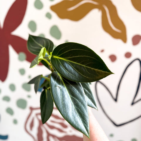 Peperomia ‘Vanilla’ - Sprouts of Bristol