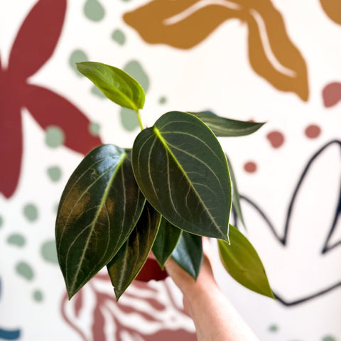 Peperomia ‘Vanilla’ - Sprouts of Bristol