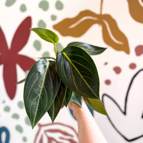 Peperomia ‘Vanilla’ - Sprouts of Bristol