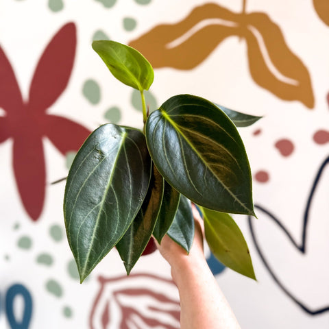 Peperomia ‘Vanilla’ - Sprouts of Bristol