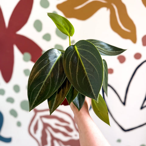 Peperomia ‘Vanilla’ - Sprouts of Bristol