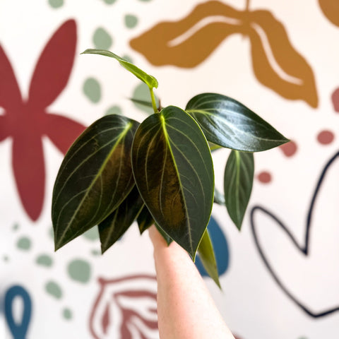 Peperomia ‘Vanilla’ - Sprouts of Bristol