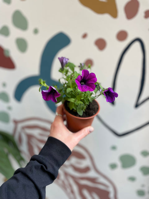 Petunia 'Deep Lavender Vein' - British Grown - Sprouts of Bristol