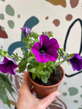 Petunia 'Deep Lavender Vein' - British Grown - Sprouts of Bristol