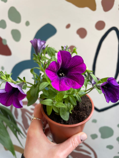 Petunia 'Deep Lavender Vein' - British Grown - Sprouts of Bristol