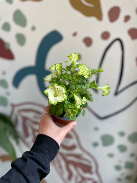 Petunia 'Fortado Special White Green Edge' - British Grown - Sprouts of Bristol