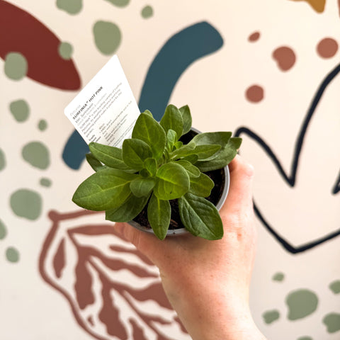 Petunia 'Surfinia Hot Pink' - British Grown - Sprouts of Bristol