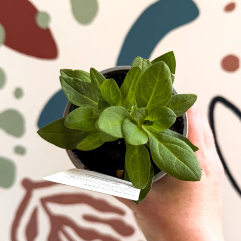 Petunia 'Surfinia Hot Pink' - British Grown - Sprouts of Bristol