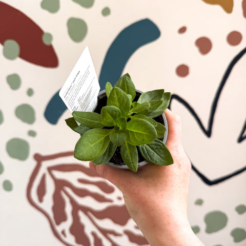 Petunia 'Surfinia Hot Pink' - British Grown - Sprouts of Bristol