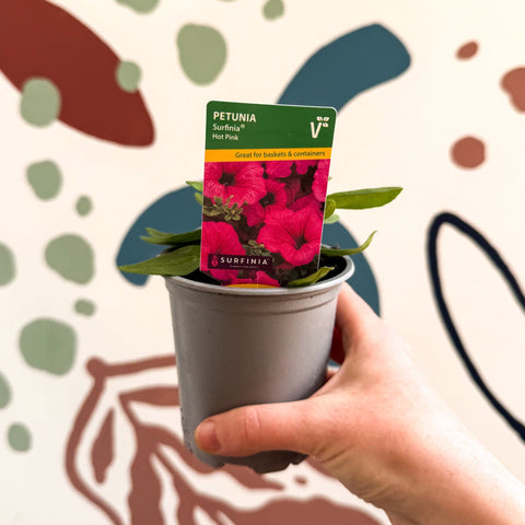 Petunia 'Surfinia Hot Pink' - British Grown - Sprouts of Bristol