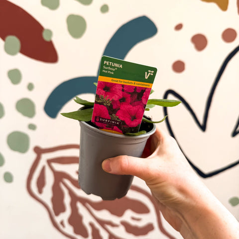 Petunia 'Surfinia Hot Pink' - British Grown - Sprouts of Bristol