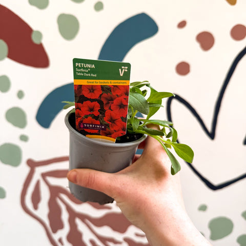 Petunia 'Surfinia Table Dark Red' - British Grown - Sprouts of Bristol