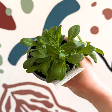 Petunia 'Surfinia Table Dark Red' - British Grown - Sprouts of Bristol