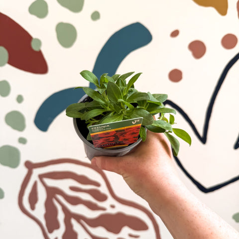 Petunia 'Surfinia Table Dark Red' - British Grown - Sprouts of Bristol