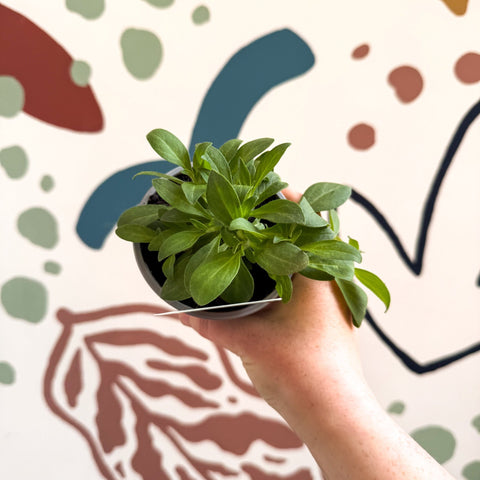 Petunia 'Surfinia Table Dark Red' - British Grown - Sprouts of Bristol