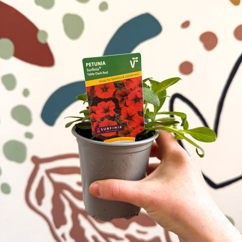 Petunia 'Surfinia Table Dark Red' - British Grown - Sprouts of Bristol