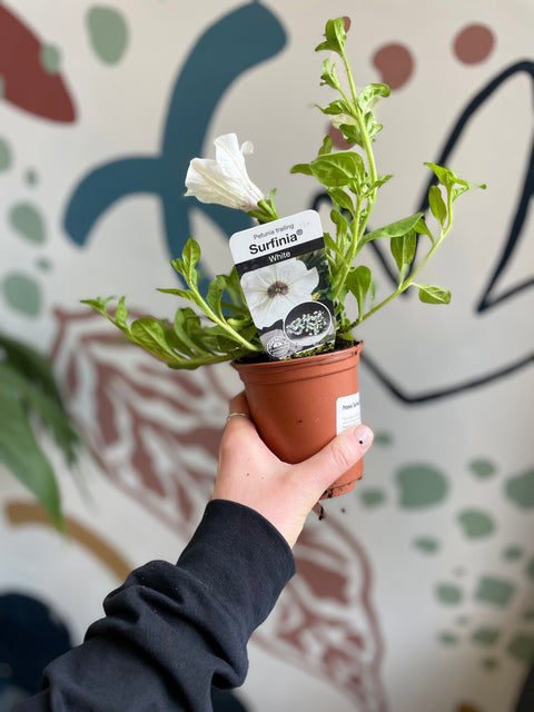 Petunia 'Surfinia White' - British Grown - Sprouts of Bristol