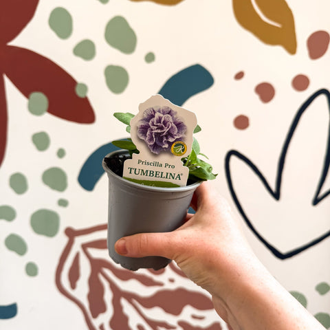 Petunia 'Tumbelina Priscilla Pro' - British Grown - Sprouts of Bristol