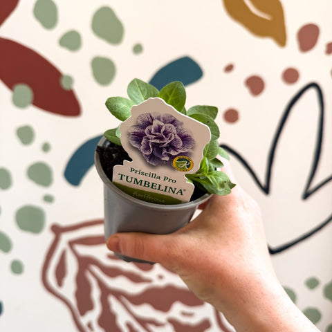 Petunia 'Tumbelina Priscilla Pro' - British Grown - Sprouts of Bristol