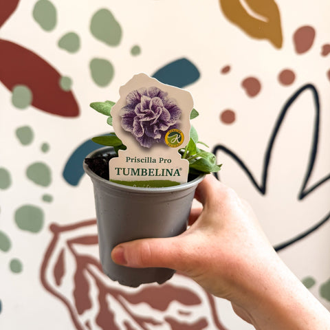 Petunia 'Tumbelina Priscilla Pro' - British Grown - Sprouts of Bristol