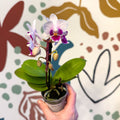 Phalaenopsis 'Alice' - Moth Orchid - Sprouts of Bristol