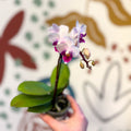 Phalaenopsis 'Alice' - Moth Orchid - Sprouts of Bristol