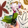 Phalaenopsis 'Alice' - Moth Orchid - Sprouts of Bristol