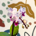 Phalaenopsis 'Alice' - Moth Orchid - Sprouts of Bristol