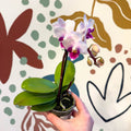 Phalaenopsis 'Alice' - Moth Orchid - Sprouts of Bristol